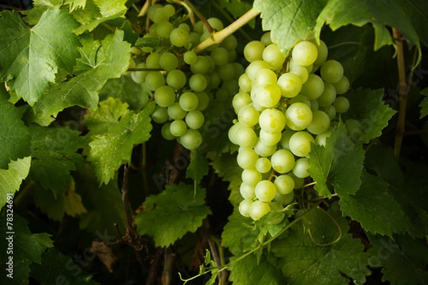 Obraz grapes on vine