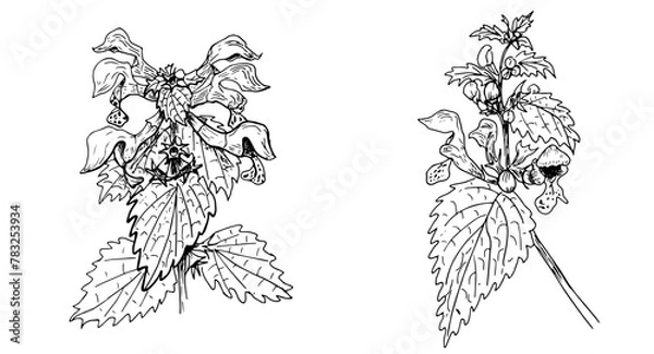 Fototapeta Set of elegant black and white linear illustrations of wild flowers Lamium maculatum, hand- drawn in the style of sketches, design elements and decor for wedding and greeting cards