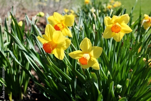 Obraz daffodils in spring