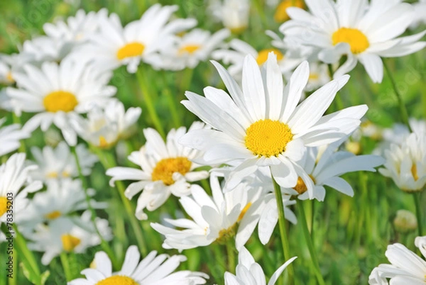 Fototapeta Chamomile flowers