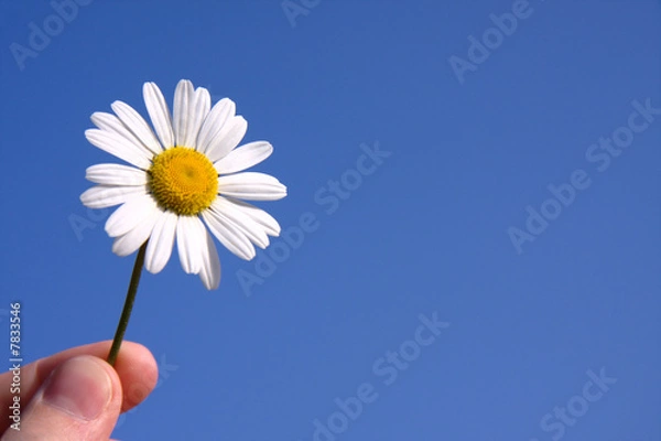 Obraz Margerite Hand 2