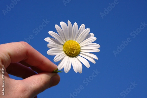 Obraz Margerite Hand 1