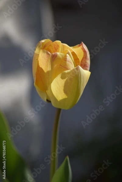 Obraz yellow tulip on a blue background