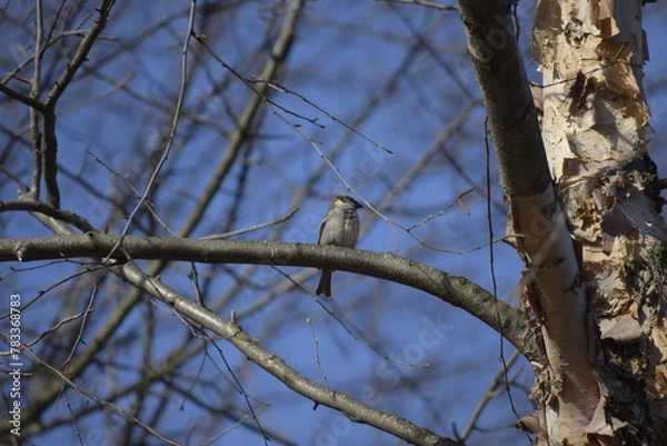 Fototapeta bird on a tree branch