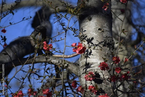 Fototapeta Tree with red flowers
