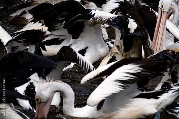 Obraz A flock of Australian Pelicans battling for food