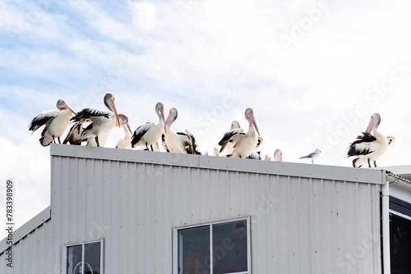 Fototapeta Australian Pelicans on a tin roof