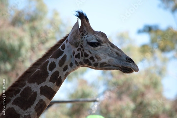 Obraz The giraffe is the tallest of all mammals. The giraffe has a short body, a tufted tail, a short mane, and short skin-covered horns.