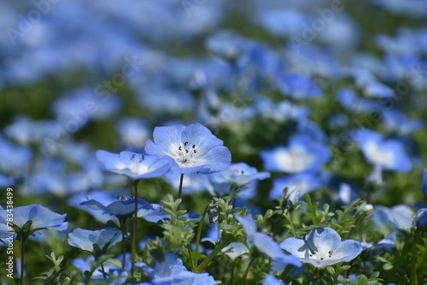 Fototapeta ネモフィラ