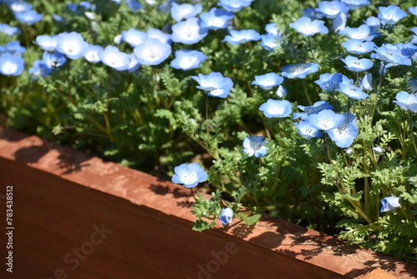 Fototapeta ネモフィラ