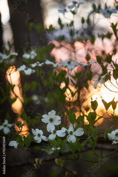 Obraz Spring Forest Blossom Sunset