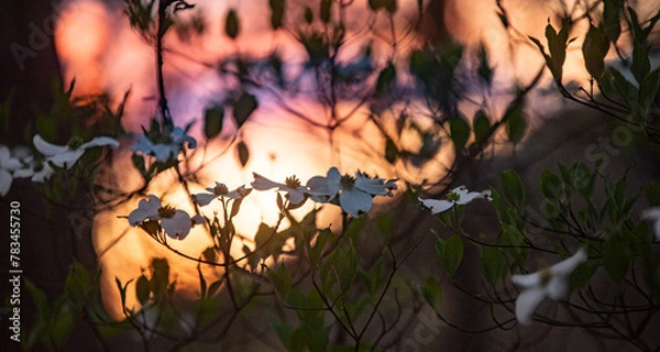 Obraz Sunset Dogwoods