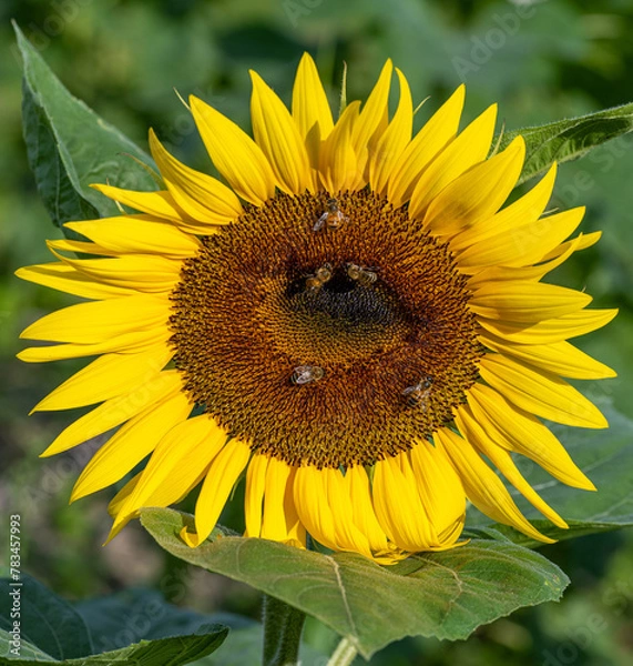 Fototapeta sunflower with bee