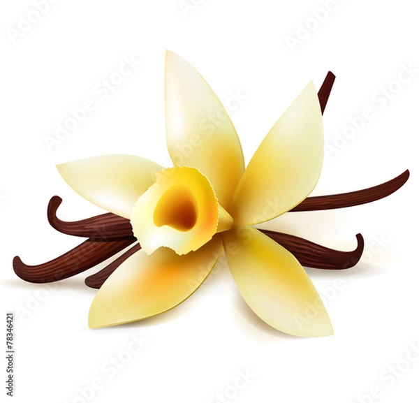 Obraz Vanilla flower and pods