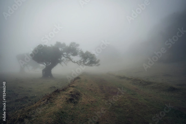 Obraz Fanal Forest, Madeira