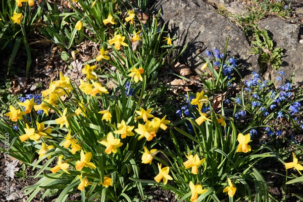 Obraz spring flowers in the garden