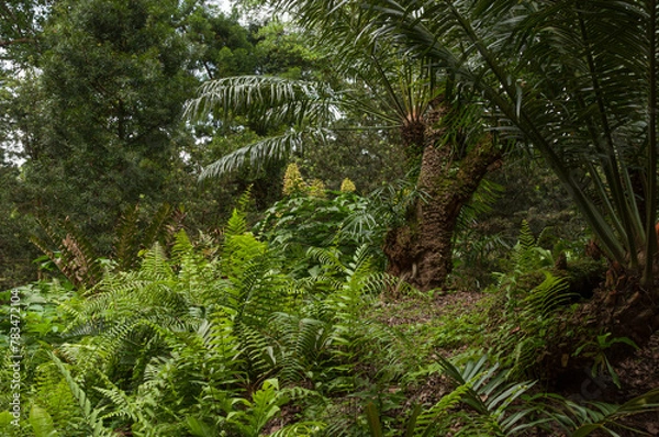 Fototapeta A tropical garden embellished with ferns and other shade-loving plants, crafting a verdant scenery that epitomizes.