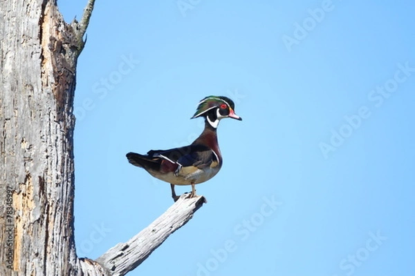 Obraz Looking for a Mate