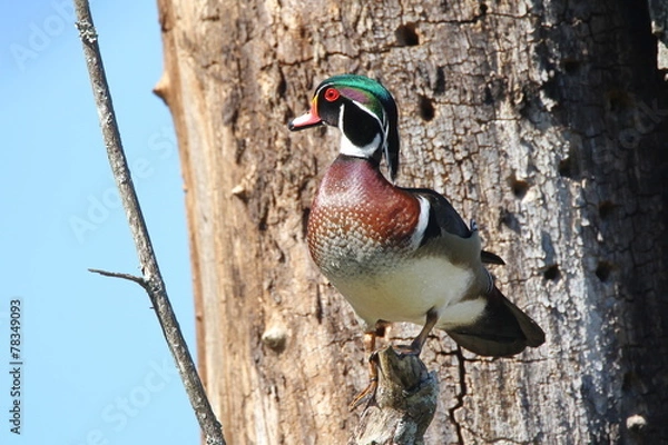 Obraz Wood Duck
