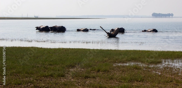 Obraz Buffalo playing in the water in Sirindhorn Dam,Ubonratchathani, Monday, ‎February ‎26, ‎2024