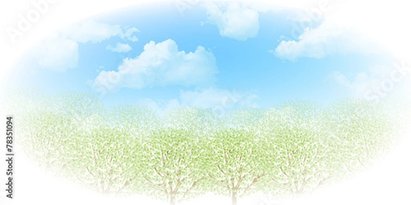 Fototapeta 木　葉　新緑