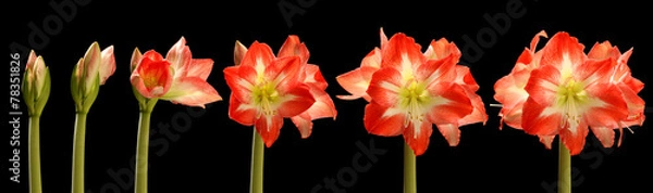 Obraz Amaryllis Flower Series