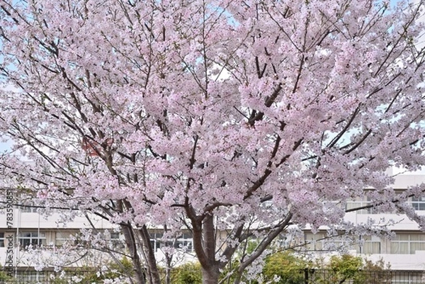 Obraz 桜と学校