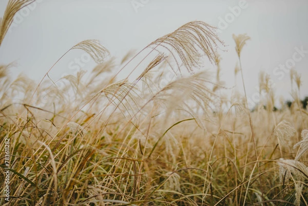 Fototapeta 가을풍경 억새