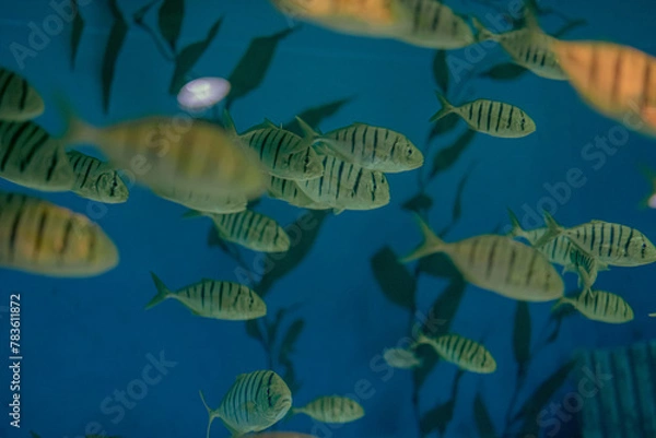 Fototapeta 물고기, 어항
