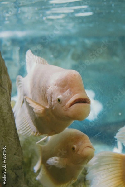 Fototapeta 어항 물고기