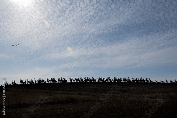 Fototapeta Silhouette of Sandhill cranes on a hill