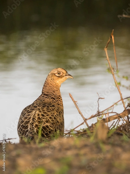 Obraz red winged blackbird