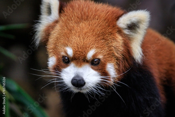 Obraz Curious Gaze of a Red Panda in Lush Greenery