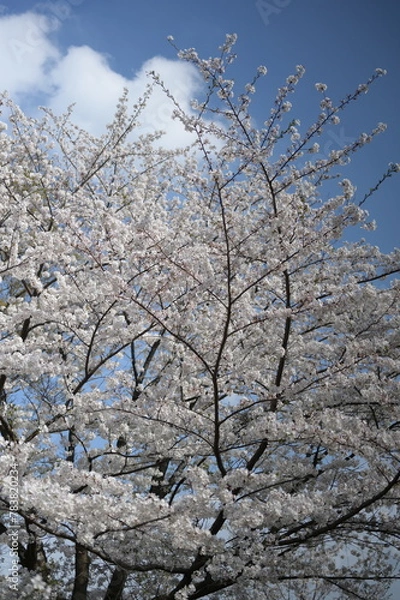 Obraz Spring has come