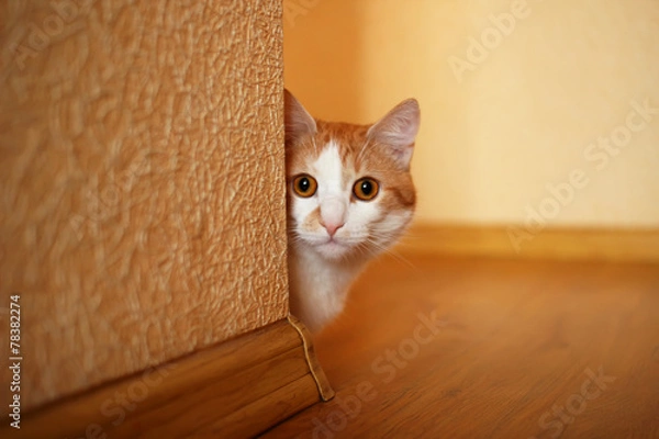 Obraz Pet cat looks out from behind a corner.