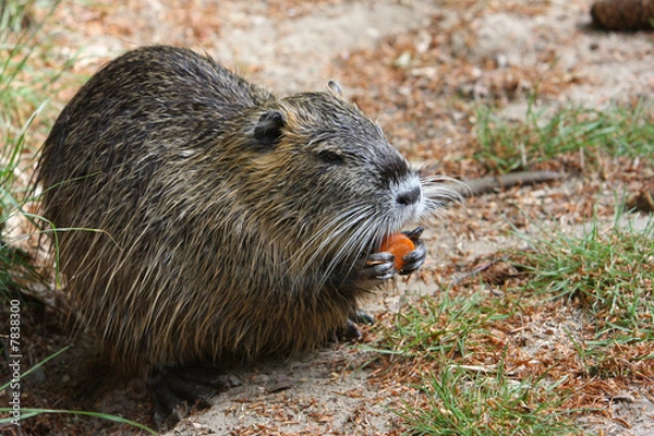 Fototapeta Nutria