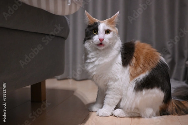 Obraz フレーメン反応する猫（メインクーン）