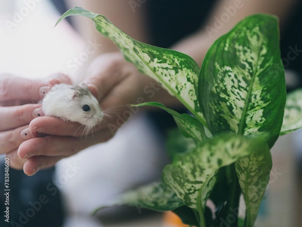 Fototapeta A white Roborovsky hamster in the hands of a girl.