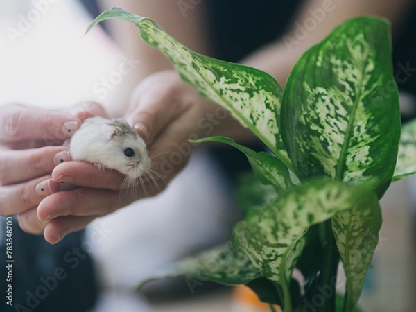 Fototapeta A white Roborovsky hamster in the hands of a girl.