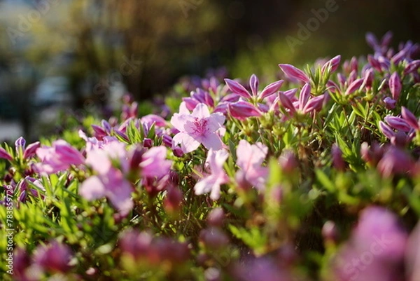 Obraz 피기 시작한 철쭉