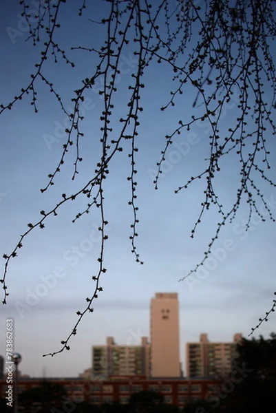 Obraz 봄의 늘어짐