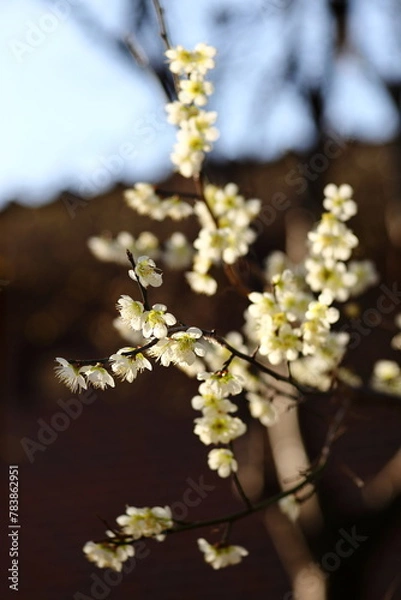 Fototapeta 매화