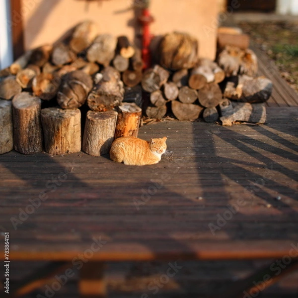 Obraz 고양이의 휴식