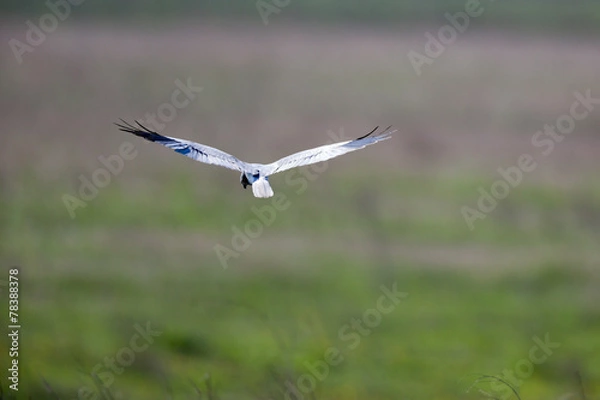 Obraz Montagu's Harrier (Circus pygargus)