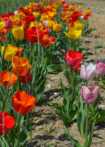Obraz *Tulpe*