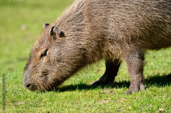 Obraz Portrait of capybara (Hydrochoerus hydrochaeris)  eating grass and viewed from profile