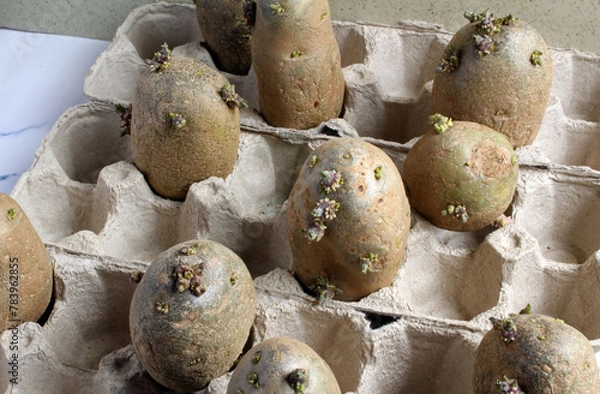 Obraz Chitting or sprouting russet seed potatoes in egg cartons prior to planting.