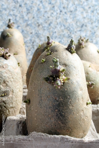 Obraz Closeup of chitting or sprouting a russet seed potato in an egg carton prior to planting.