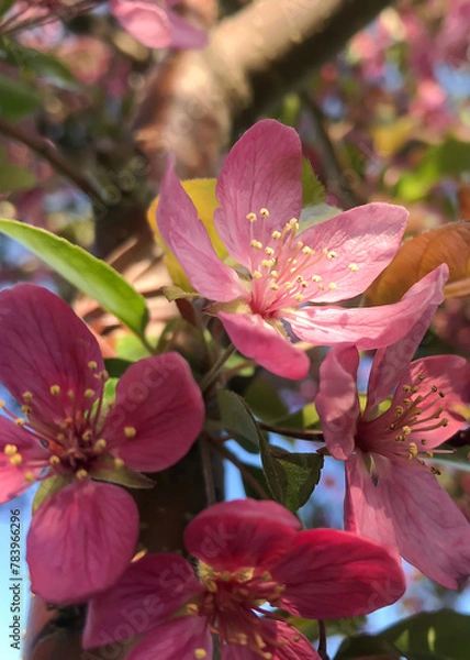 Obraz One crabapple flower in the light blooming in spring