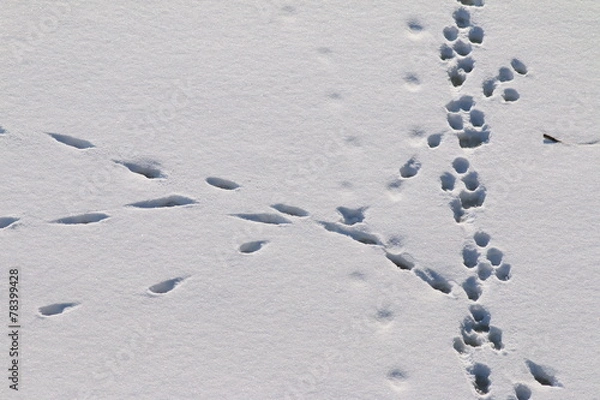 Fototapeta Animal track lines in the fresh snow